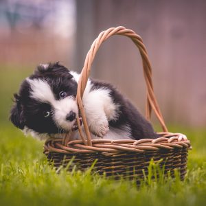 Border Collie Welpe, Border Collie Hündin Heidi, Simaro Queen of Hearts