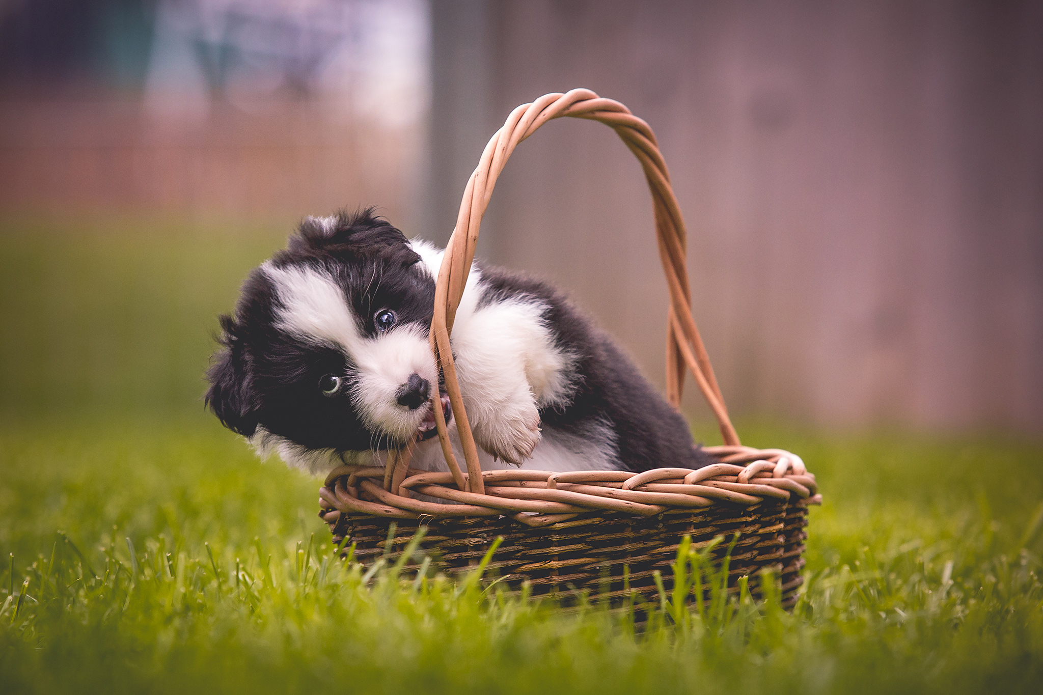 Border Collie Welpe, Border Collie Hündin Heidi, Simaro Queen of Hearts