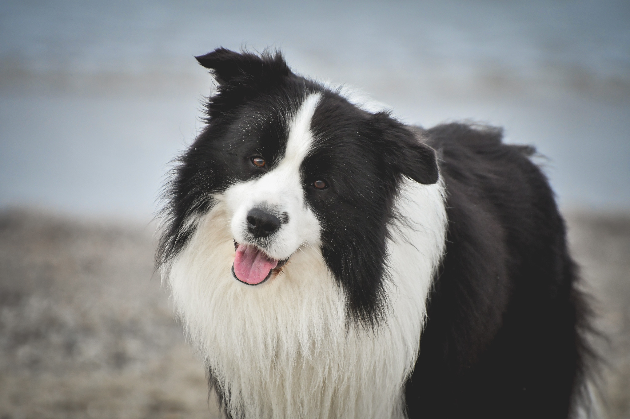 Joey, Broadmeadows Black Diamond, auf Norderney