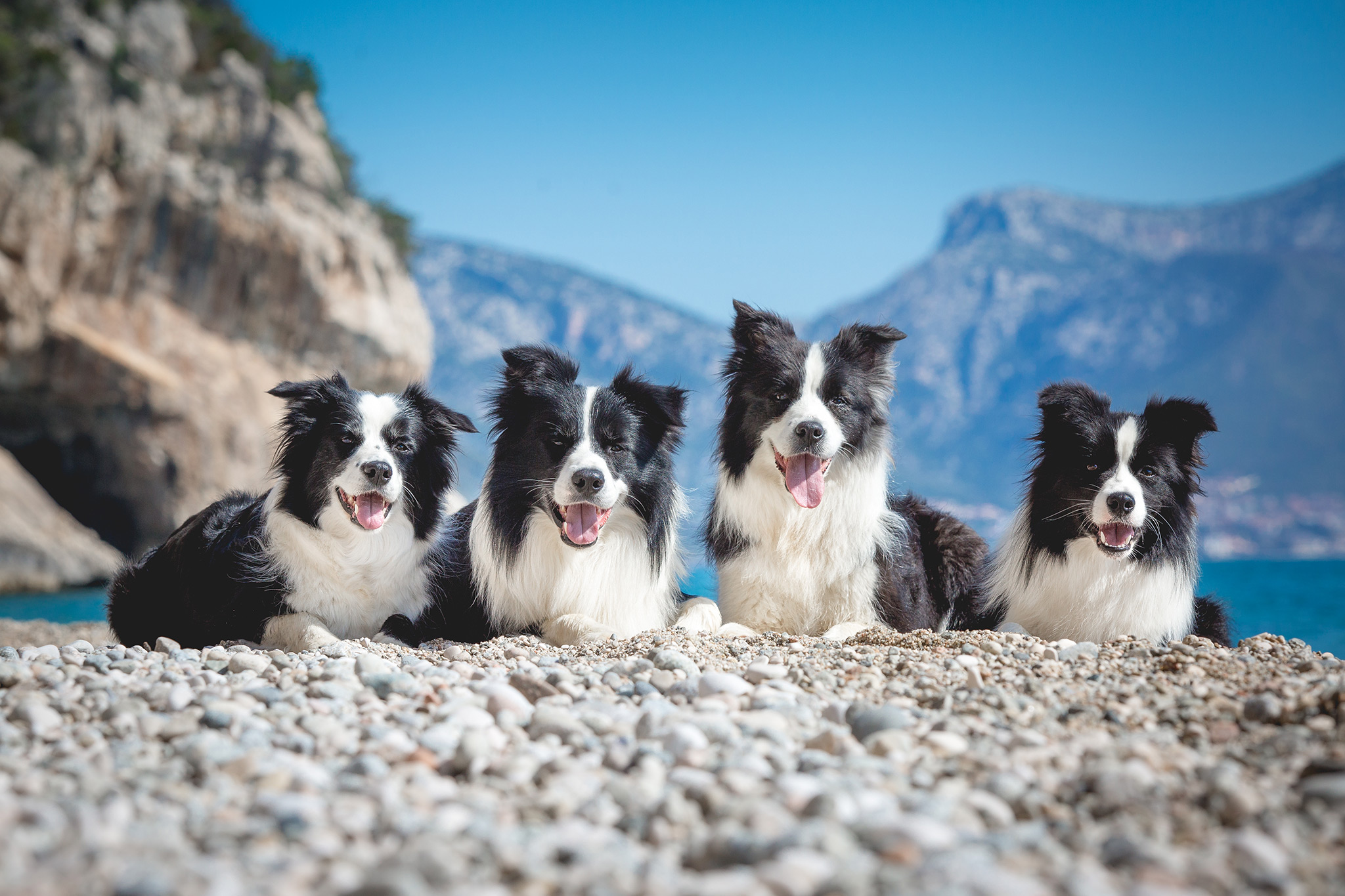 11|05|2018 – Unsere vier Border Collies am Strand der Cala Luna