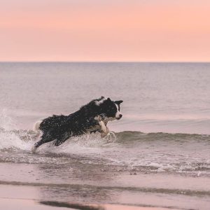 Border Collie Hündin Crazy am Ostseestrand