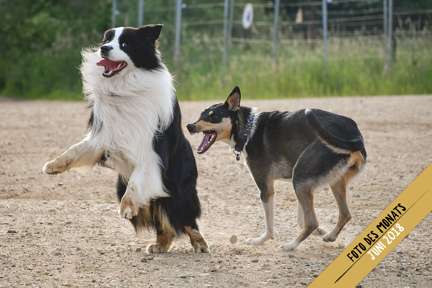 Foto des Monats: Joey (Broadmeadows Black Diamond)