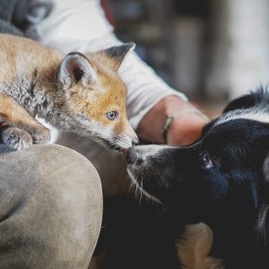 Border Collie Hündin Zoe und ein Fuchsjunges