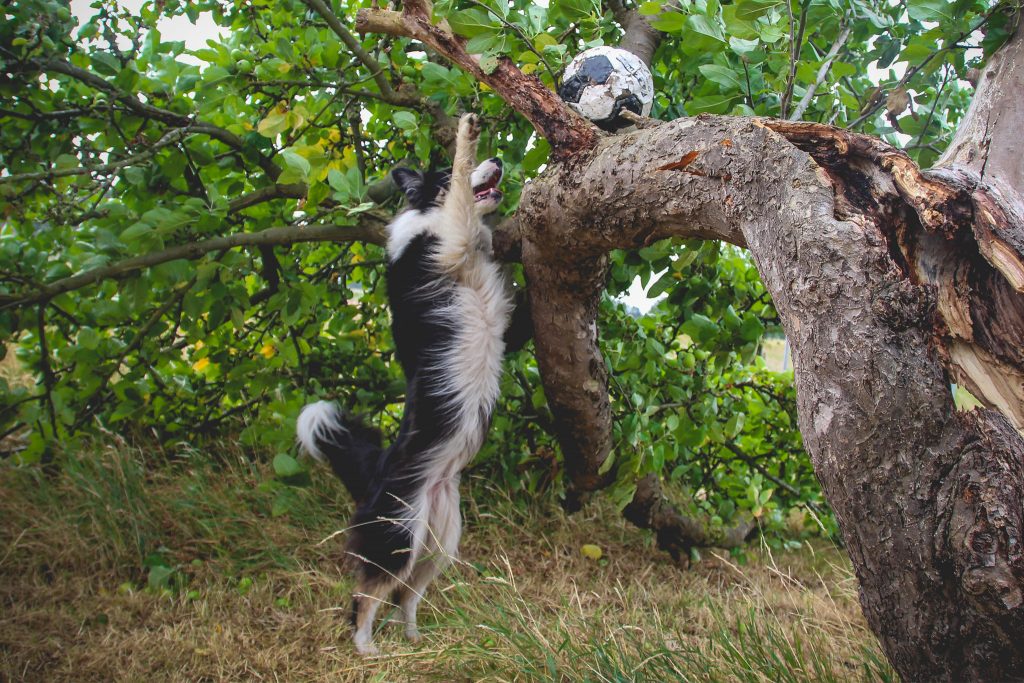 Border Collie Hündin Iska angelt nach ihrem Fußball