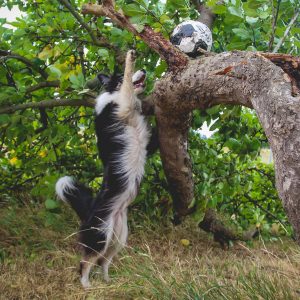 Border Collie Hündin Iska angelt nach ihrem Fußball