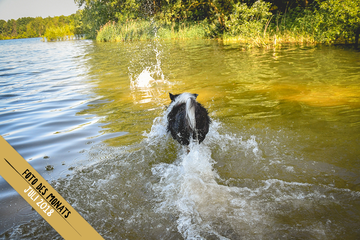 Ob der Ball auch schwimmen kann: Joey (Broadmeadows Black Diamond)