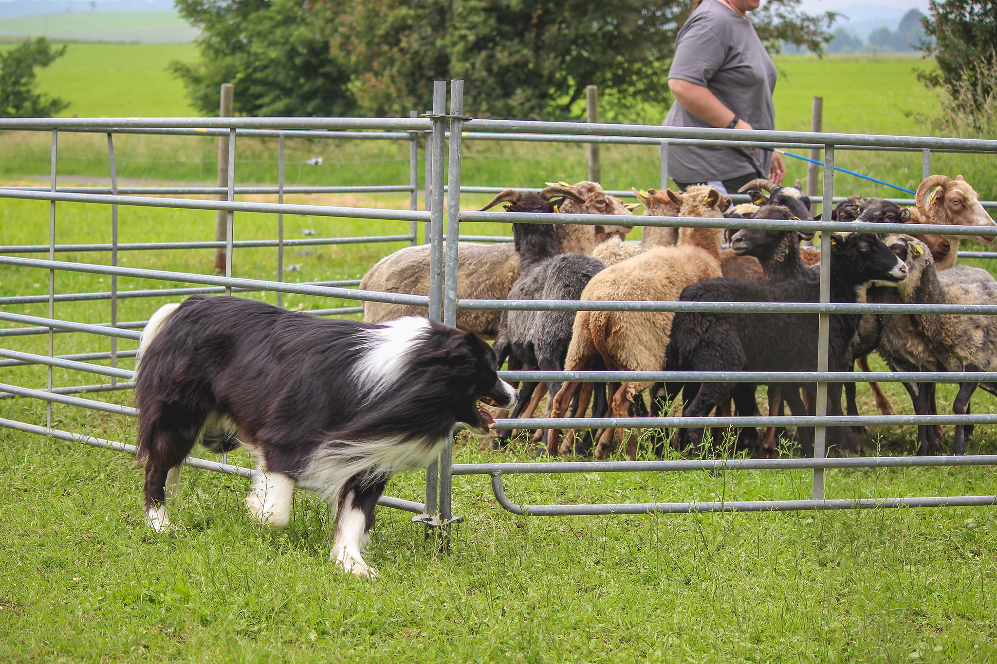 Bounty (Broadmeadows Dressed for Success) beim Hüte-Workshop in der Eifel