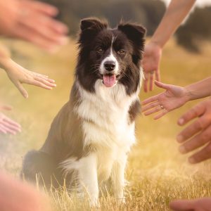 Die zweite Trächtigkeitswoche und was Hund will: Hände, Hände und noch mehr Hände