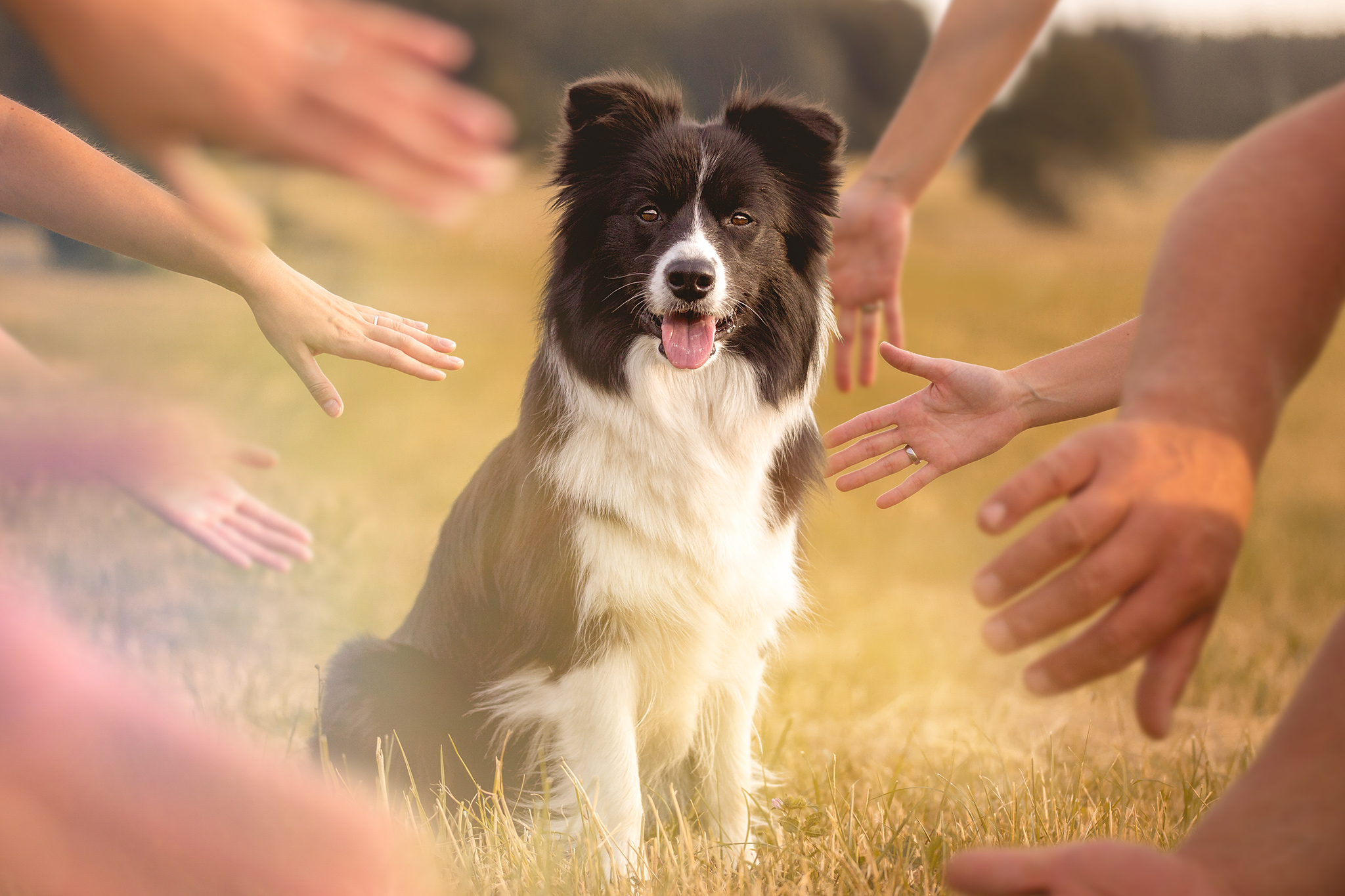 Die zweite Trächtigkeitswoche und was Hund will: Hände, Hände und noch mehr Hände