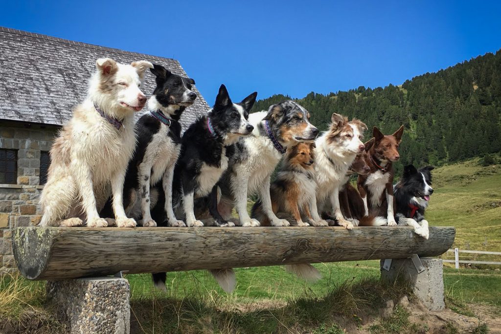 Border Collie Freunde