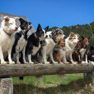 Border Collie Freunde