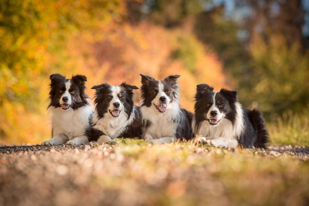 27|09|2018 – Unsere Border Collies