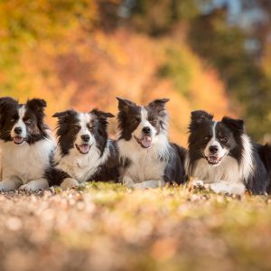 27|09|2018 – Unsere Border Collies