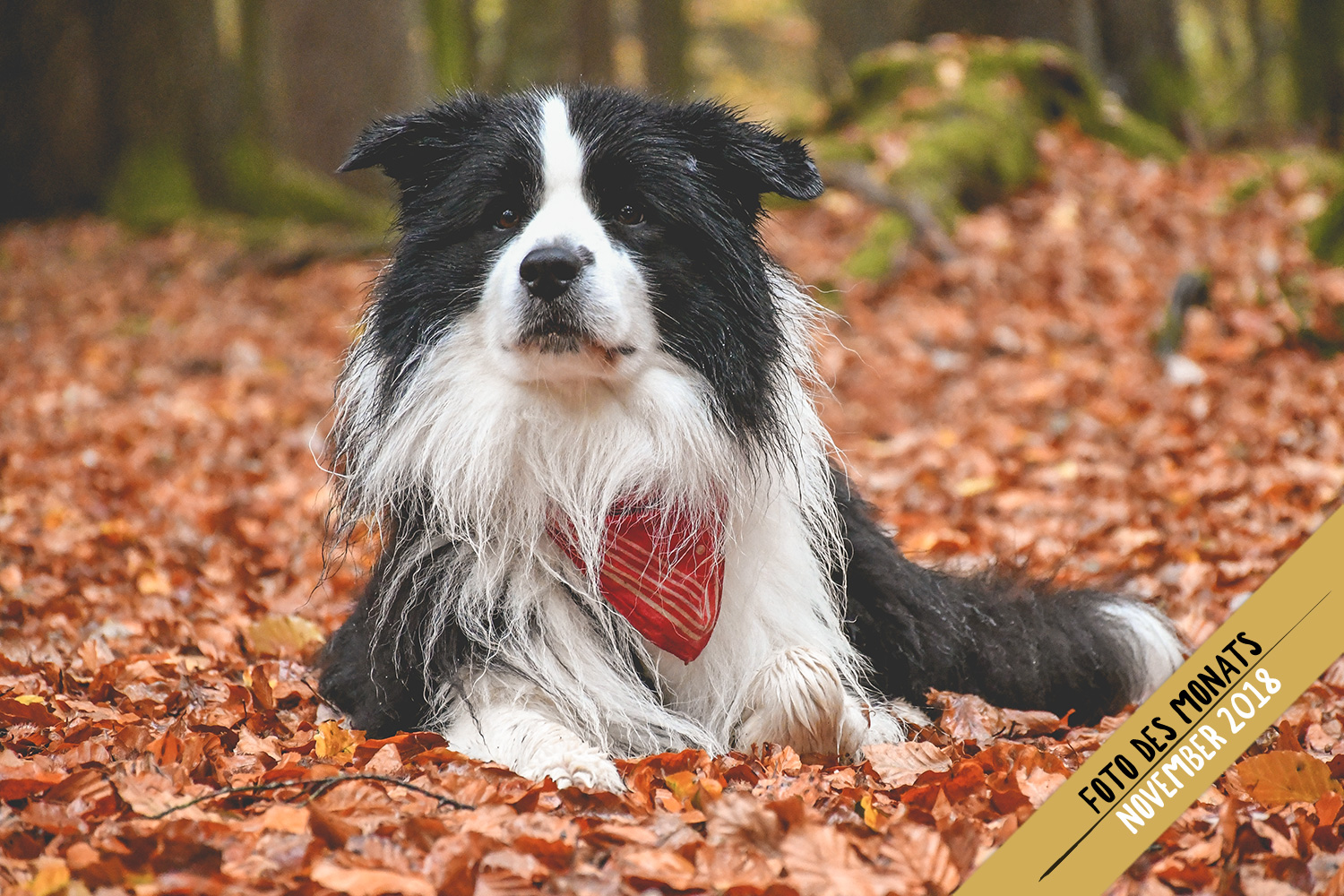 Herbstwetter: Joey (Broadmeadows Black Diamond)