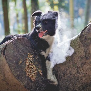 Border Collie im Herbstwald