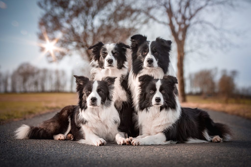 27|12|2018 – Die Border Collies: Ida, Nell, Zion und Heidi