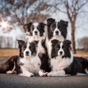 27|12|2018 – Die Border Collies: Ida, Nell, Zion und Heidi