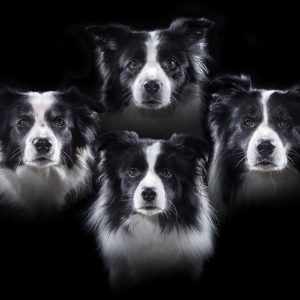 Woof-emian Rhapsody, oder: gleich vier Stimmen auf einmal