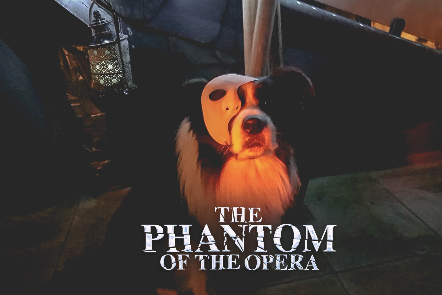 Buddy (CH Broadmeadows Body and Soul) als »Phantom der Oper«