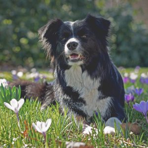 Zoe, Broadmeadows Cheek to Cheek