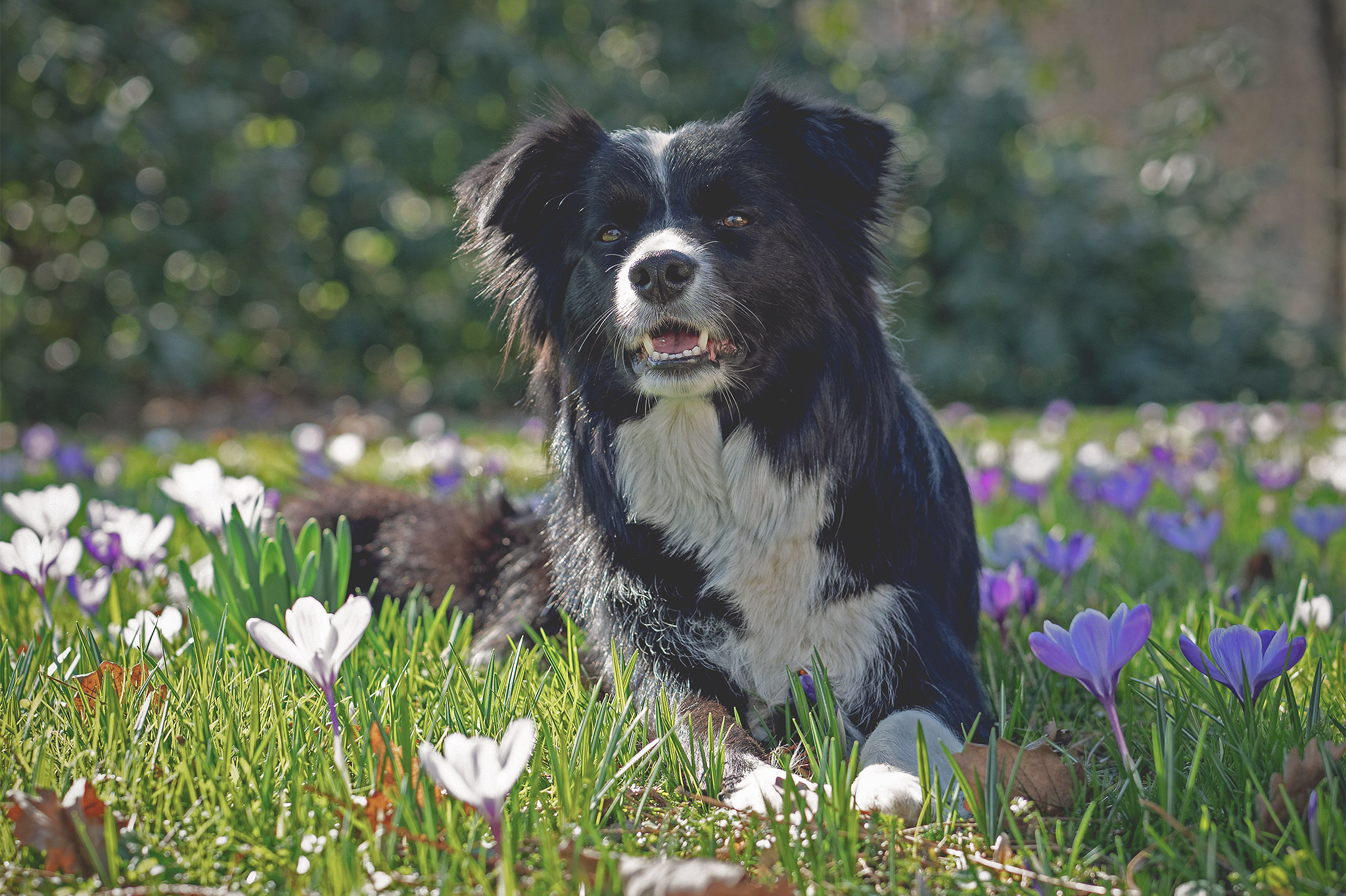 Zoe, Broadmeadows Cheek to Cheek