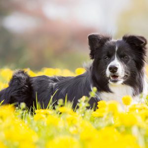 Hungrig und gut gelaunt: Ellie in der 6. Trächtigkeitswoche