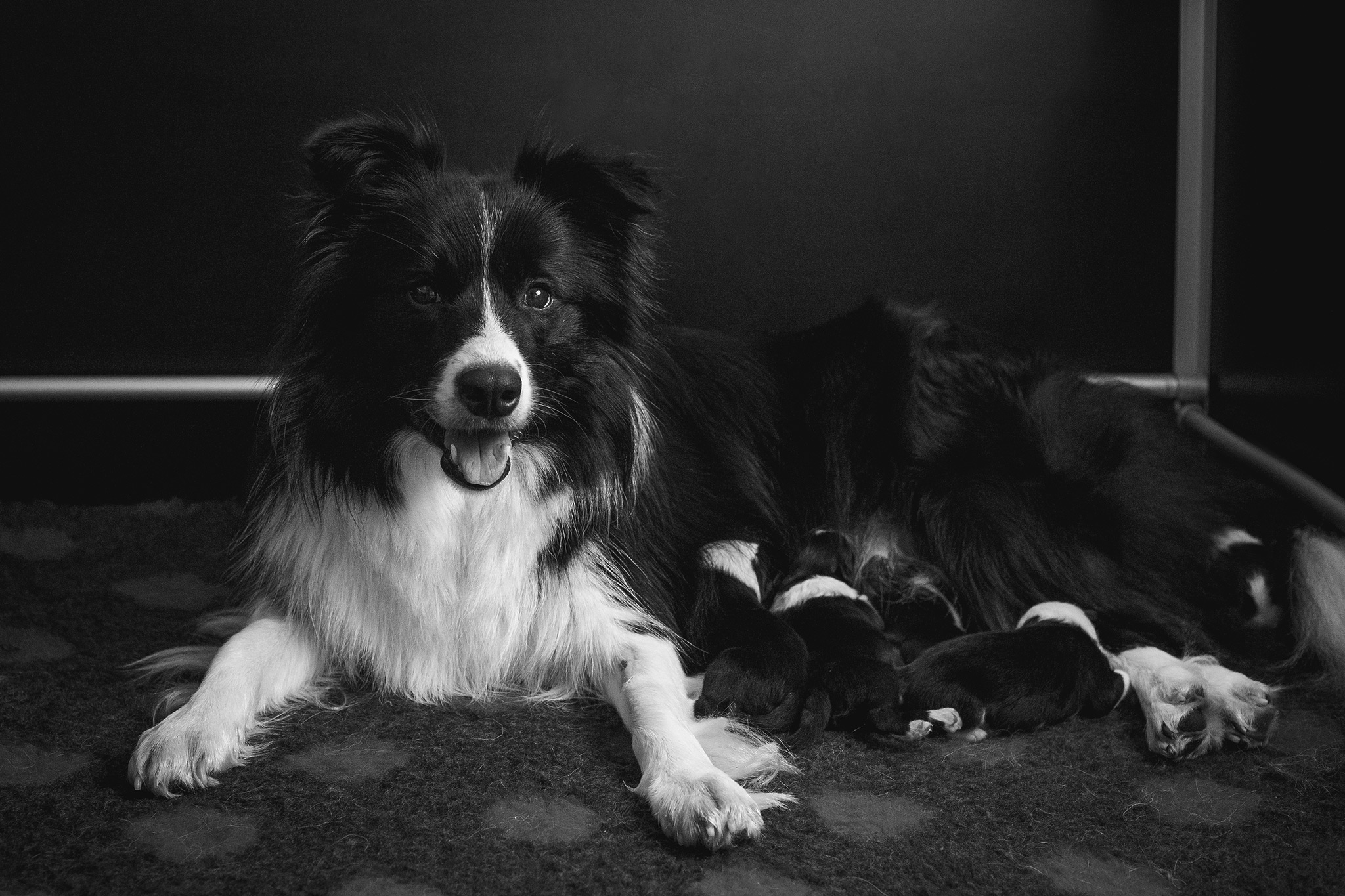 Border Collie Hündin mit Welpen