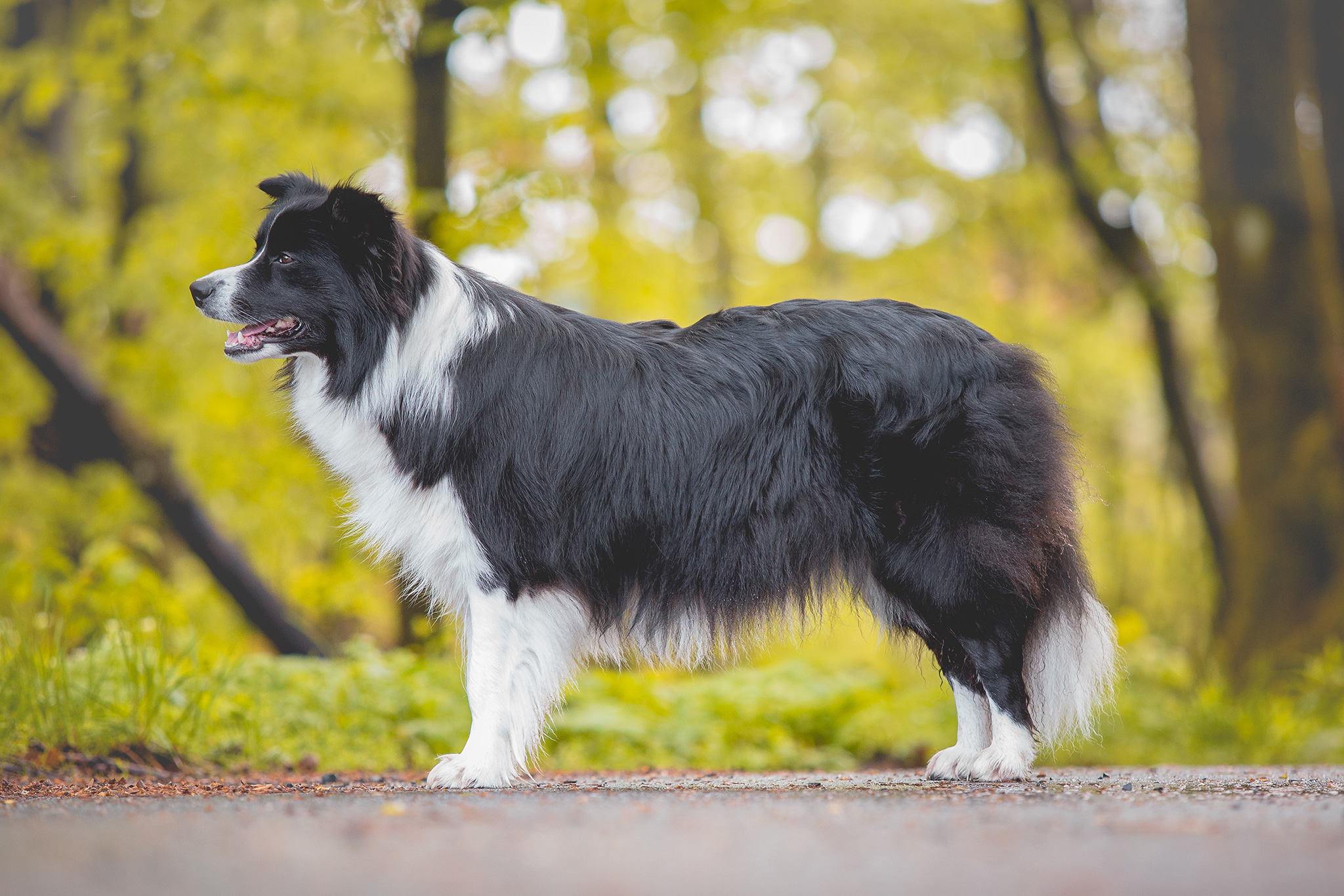 70 Zentimeter Bauchumfang: eine ziemlich runde Border Collie Hündin