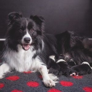 25|05|2019 – Mutterglück: Ellie mit ihren fünf Border Collie Welpen