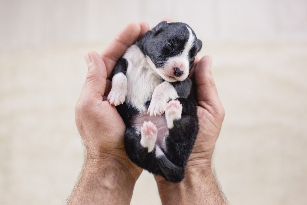 Border Collie Welpe wird in den Händen gehalten