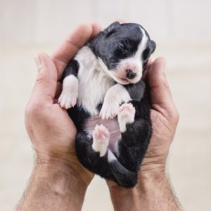 Border Collie Welpe wird in den Händen gehalten