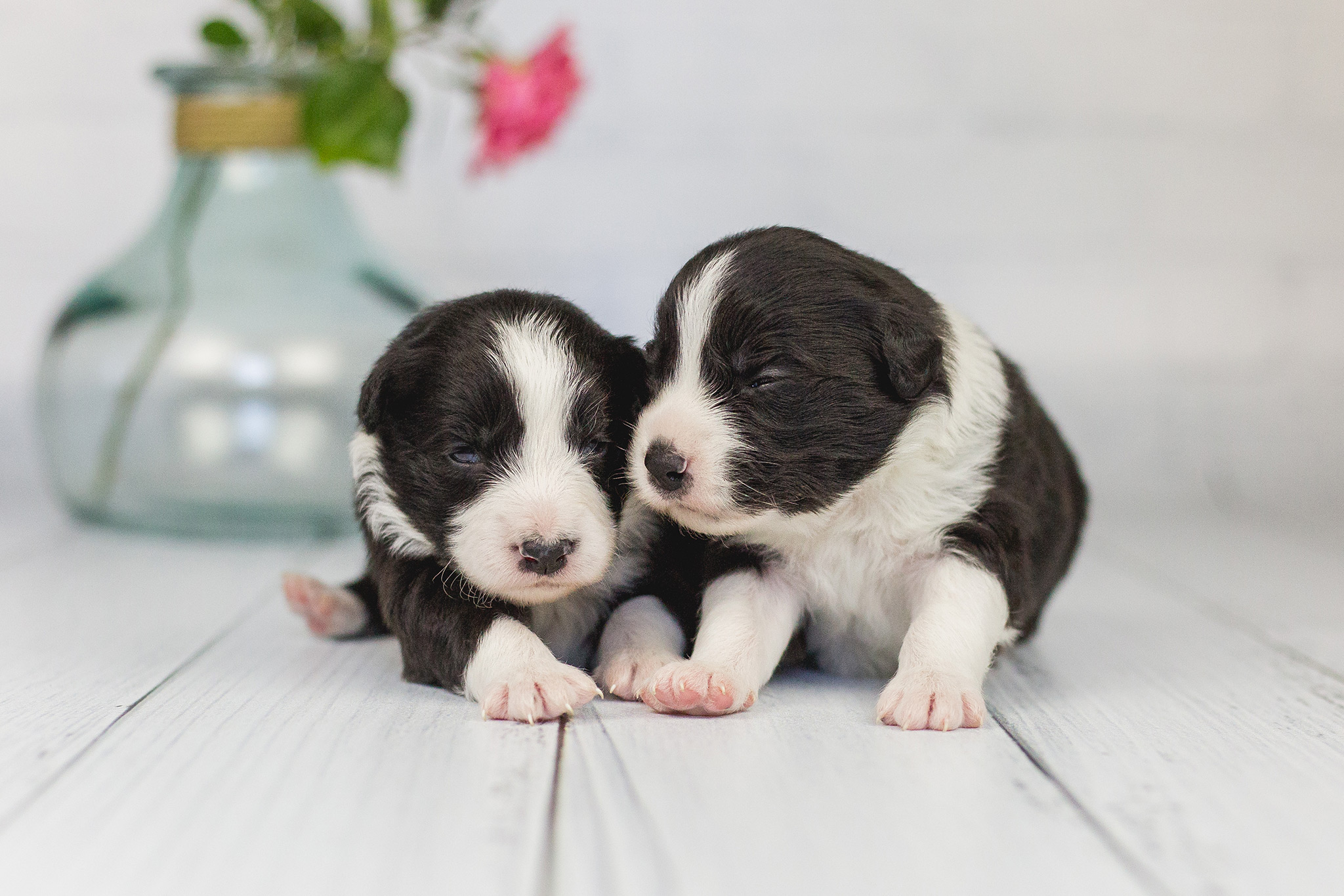 06|06|2019 – Unsere beiden Border Collie Rüden