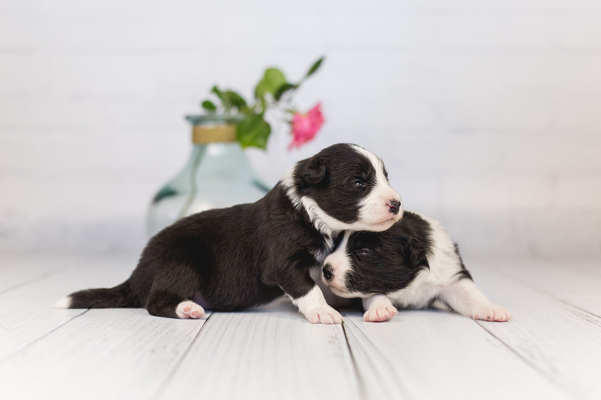 06|06|2019 – Unsere beiden Border Collie Rüden