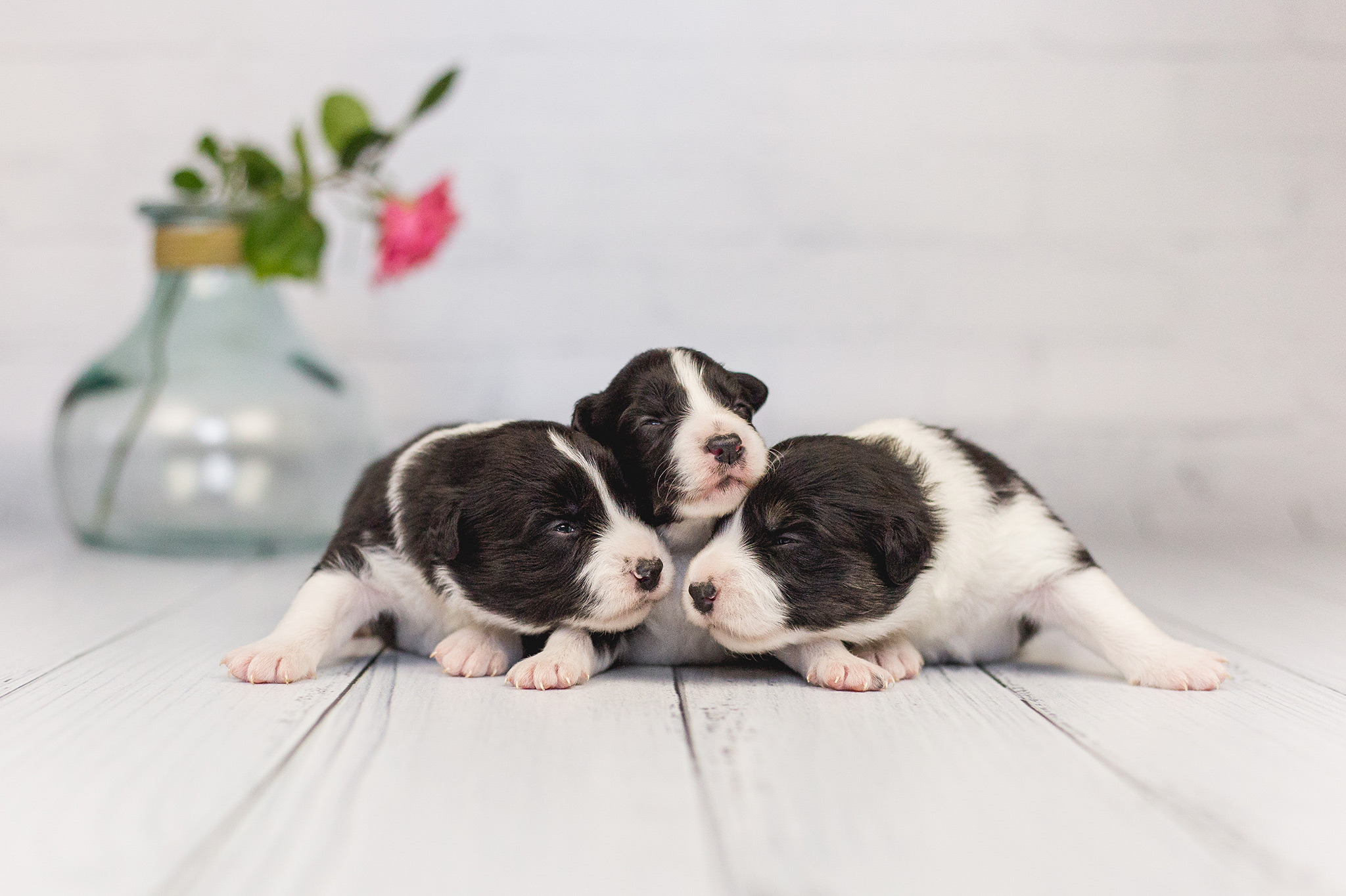 06|06|2019 – Unsere drei Border Collie Hündinnen