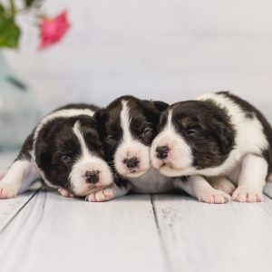 06|06|2019 – Unsere drei Border Collie Hündinnen