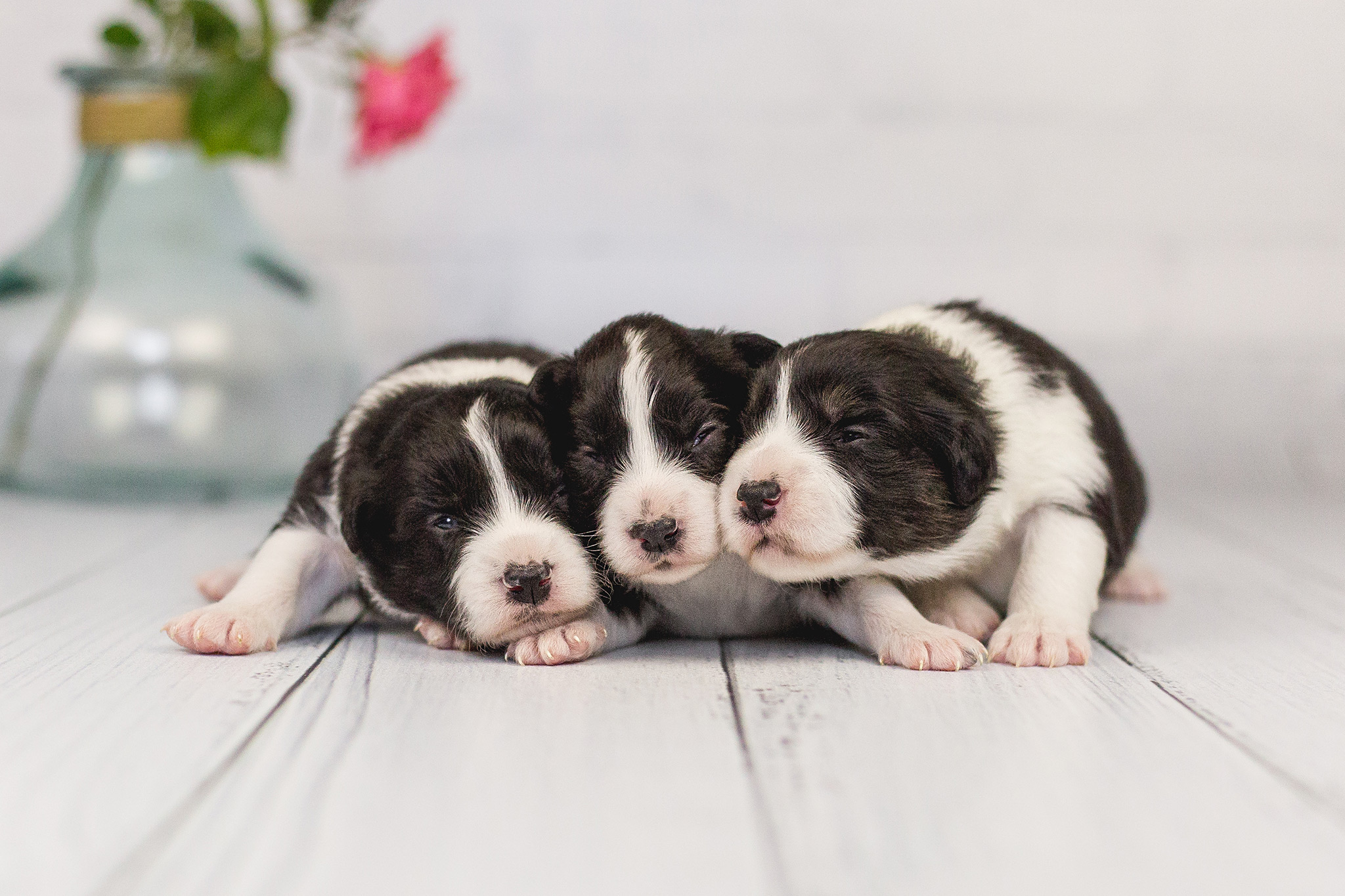 06|06|2019 – Unsere drei Border Collie Hündinnen