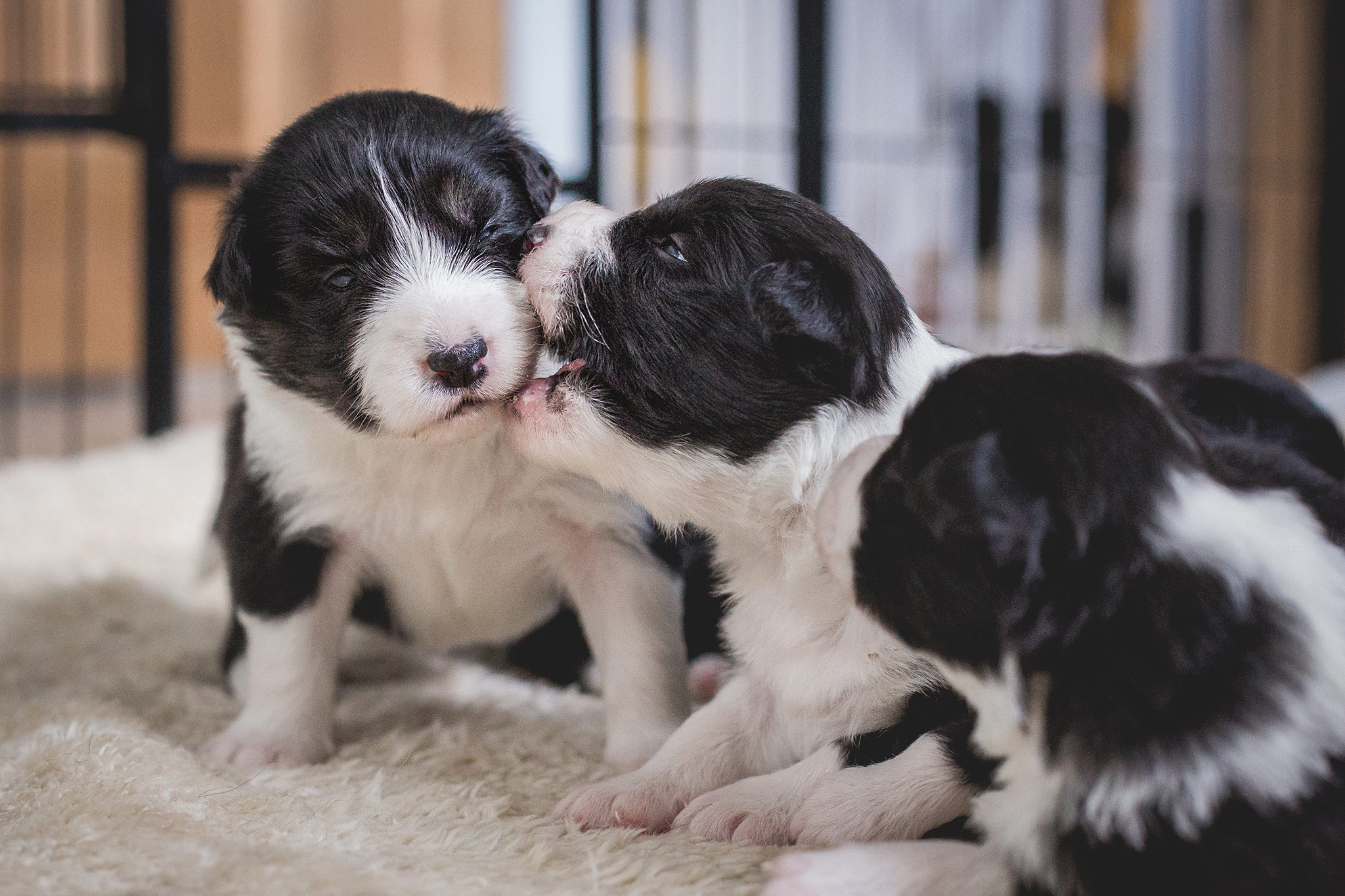 08|06|2019 – Impressionen aus dem Welpenzimmer