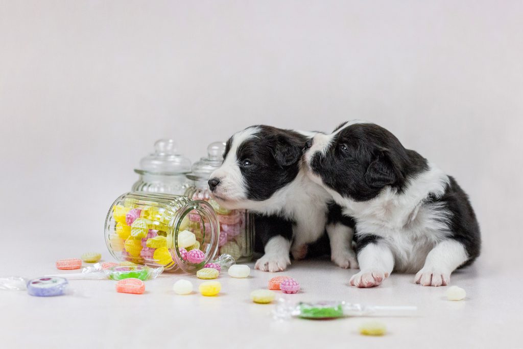 Border Collie Welpen, drei Wochen alt, beim Welpenshooting