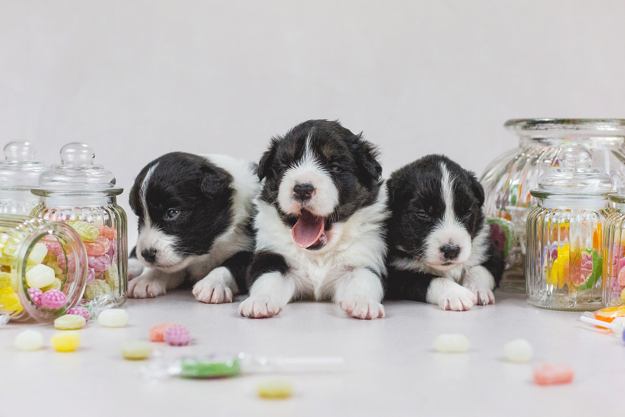 Border Collie Welpen, drei Wochen alt, beim Welpenshooting