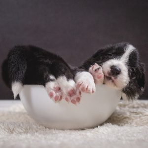 Border Collie Welpe schläft in Futterschale