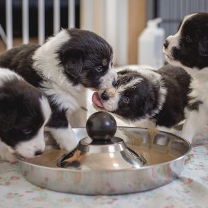 Border Collie Welpen bekommen ihre erste Breimahlzeit