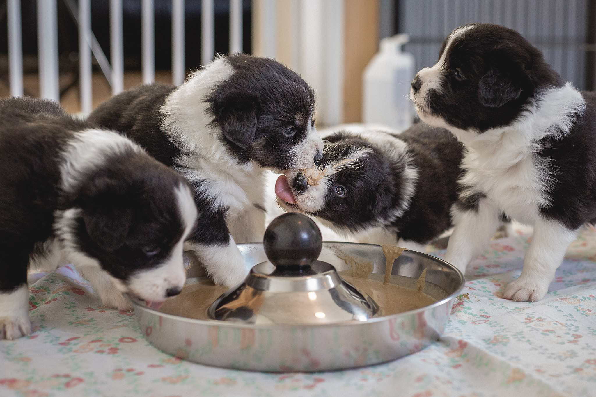 Border Collie Welpen bekommen ihre erste Breimahlzeit