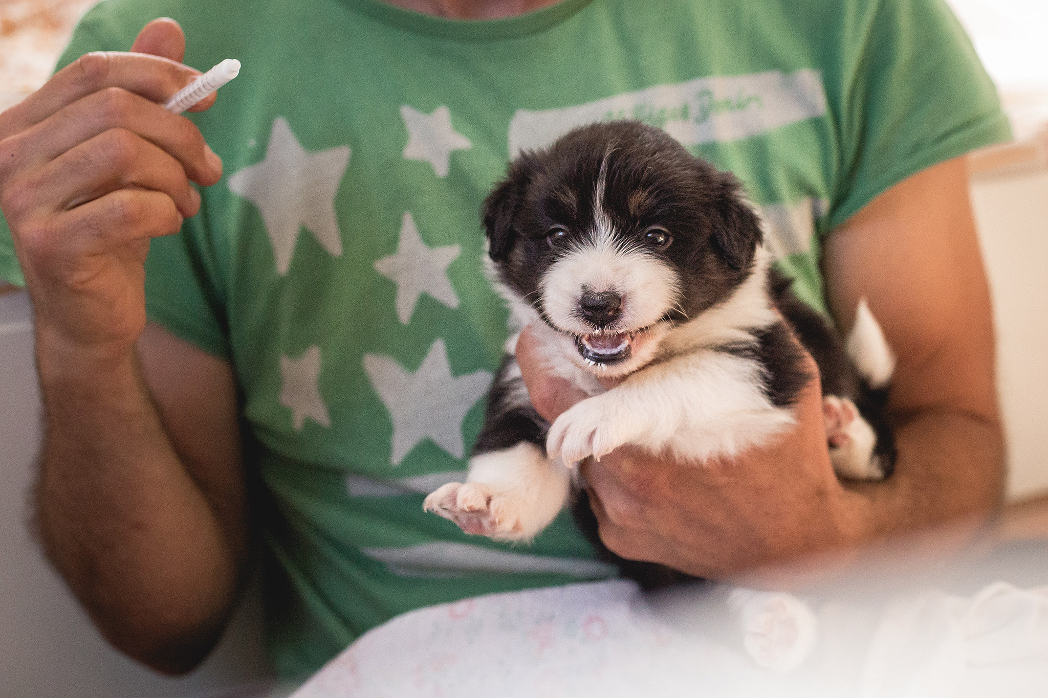 Border Collie Welpen werden mit Panacur entwurmt