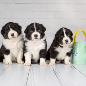 Border Collie Welpen beim Foto-Shooting