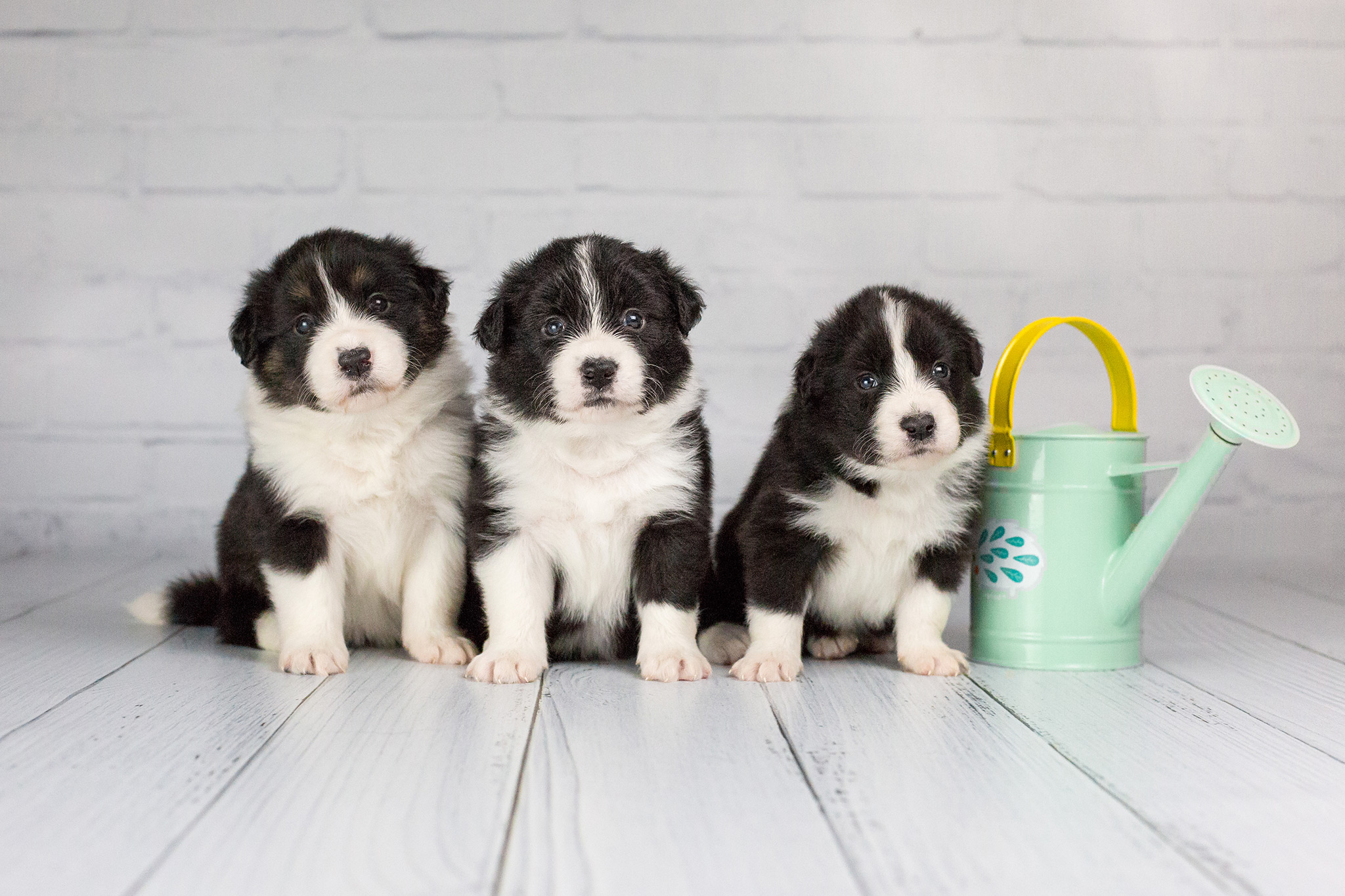 Border Collie Welpen beim Foto-Shooting