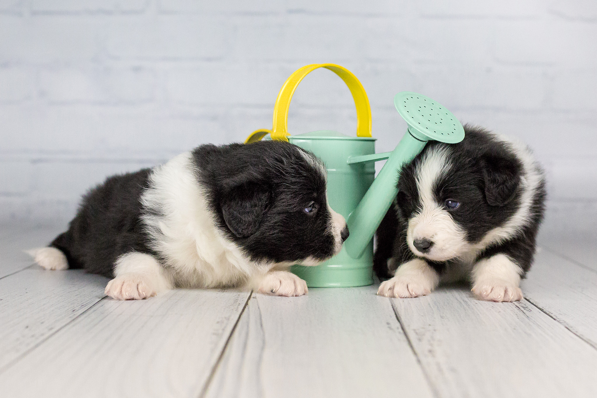 Border Collie Welpen beim Foto-Shooting