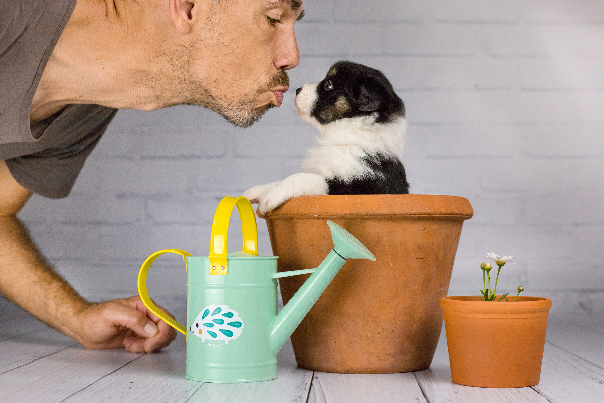 Border Collie Welpe sitzt für ein Foto-Shooting in einem Blumentopf