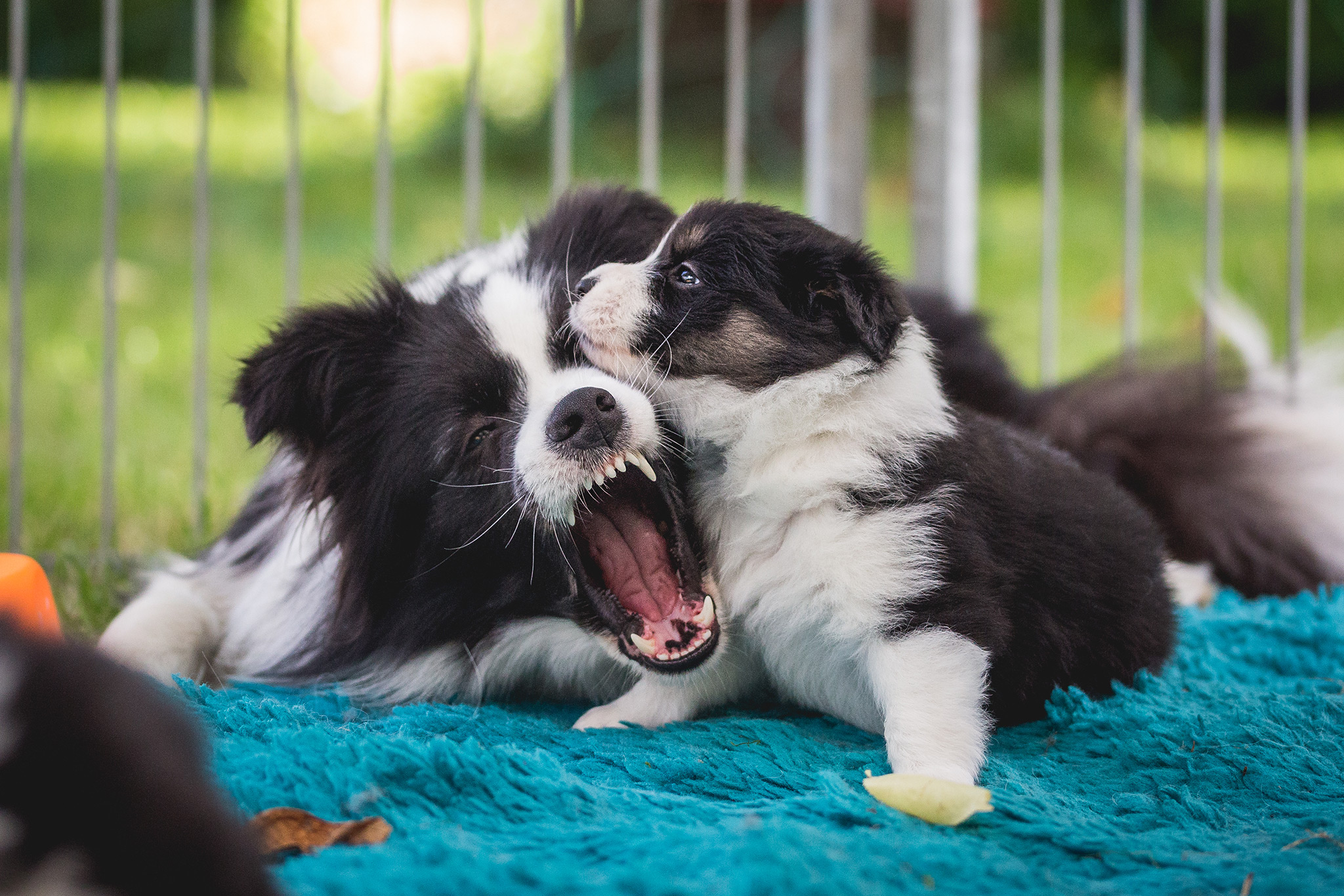 Junghündin spielt mit Border Collie Welpen