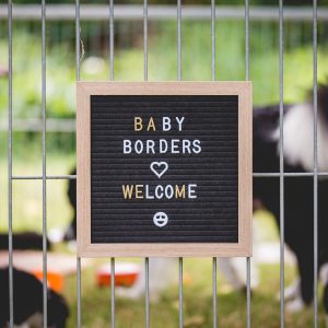 Tafel am Gitter des Welpenauslaufs eines Border Collie Züchters