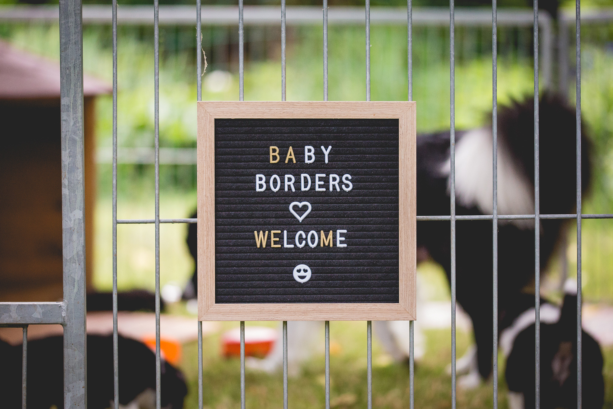 Tafel am Gitter des Welpenauslaufs eines Border Collie Züchters